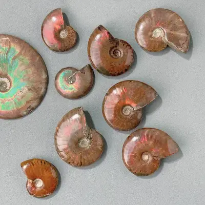 Madagascar Ammonite Fossil 2