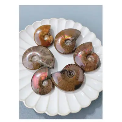 Madagascar Ammonite Fossil 11