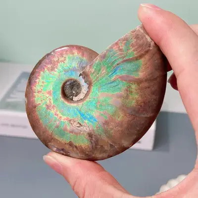 Madagascar Ammonite Fossil 3