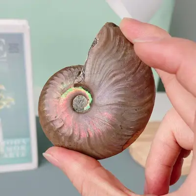 Madagascar Ammonite Fossil 4