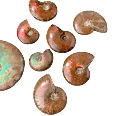 Madagascar Ammonite Fossil 5