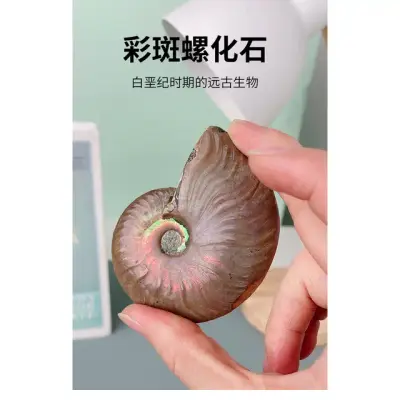 Madagascar Ammonite Fossil 7
