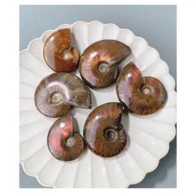 Madagascar Ammonite Fossil 8