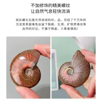 Madagascar Ammonite Fossil 9