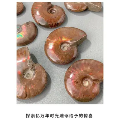 Madagascar Ammonite Fossil 10