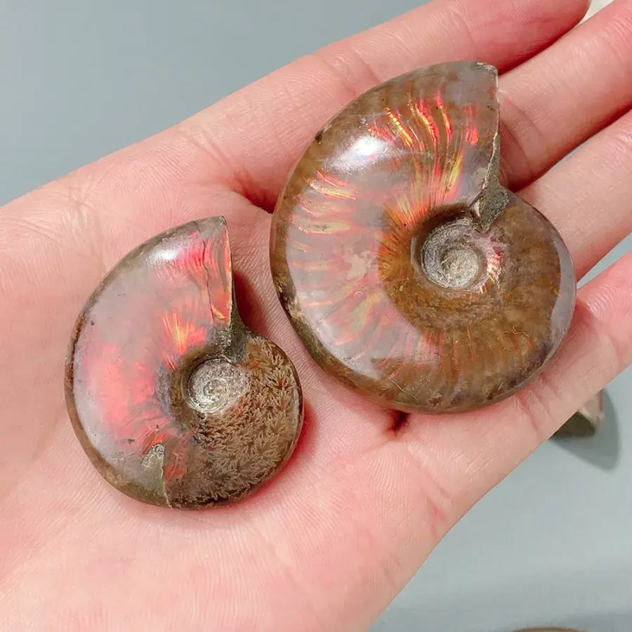 Madagascar Ammonite Fossil